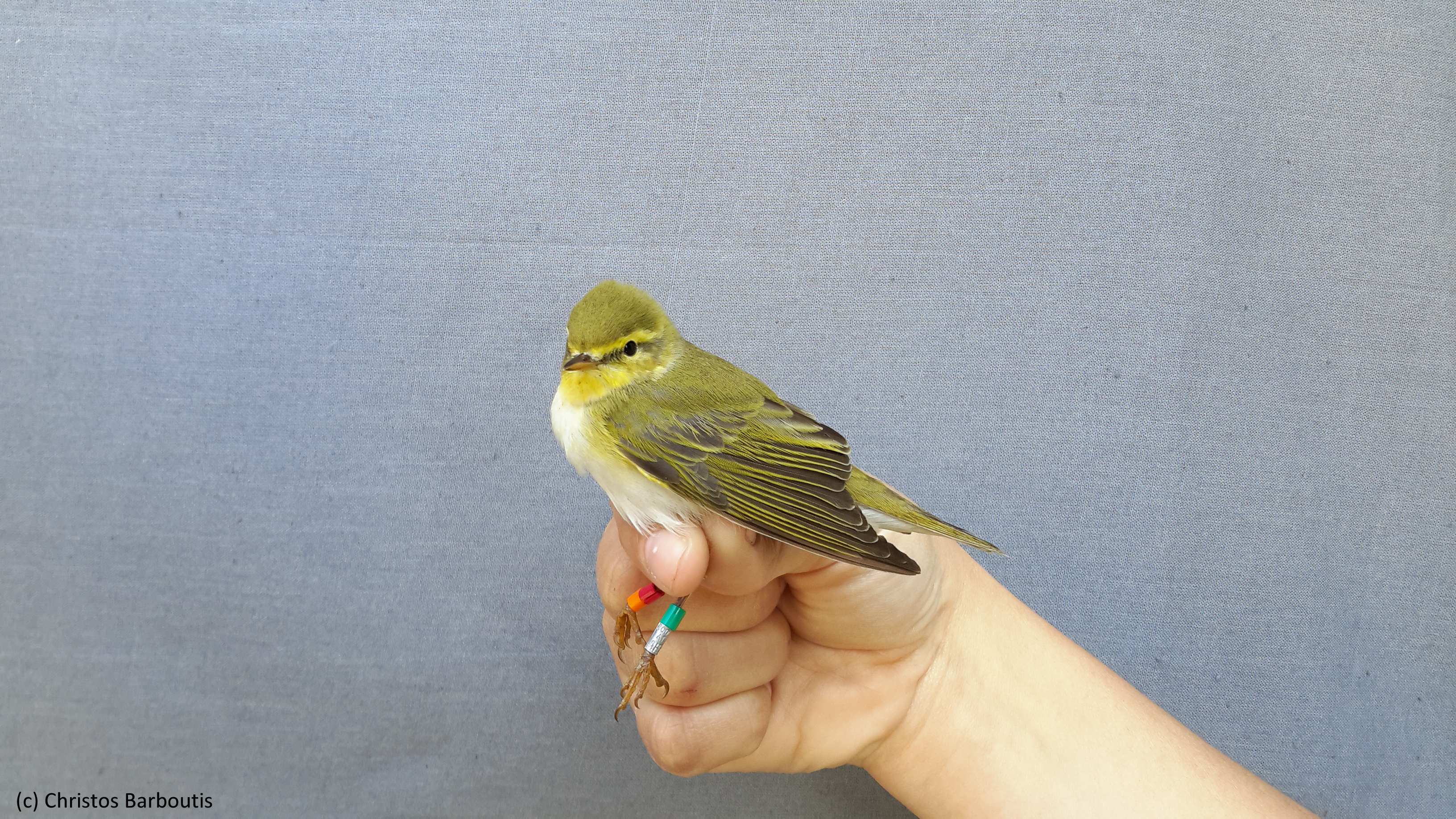 Warblers | cr-birding